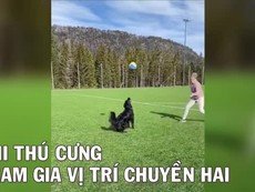 Video thú cưng xuất sắc ở vị trí chuyền hai