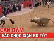 Ai can đảm mời vào chọc giận bò tót