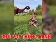 Chú voi thông minh và thân thiện