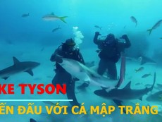 Mike Tyson thử thách đấu với đàn cá mập trắng