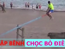 Ngồi bập bênh khiêu khích bò điên