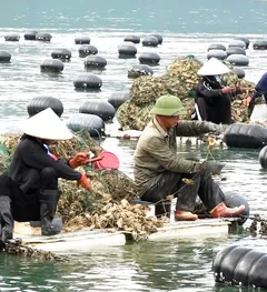 Người dân tại Vân Đồn thu hoạch hàu. Ảnh: NGỌC SƠN