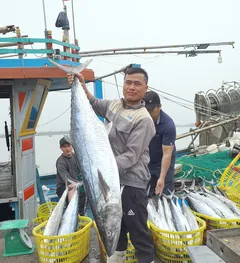 Ngư dân đưa cá từ tàu thuyền lên bờ. Ảnh: ĐẶNG TRUNG