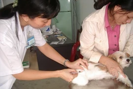TP.HCM: Trên 90% chó mèo đã được tiêm phòng bệnh dại