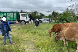 Bắt giữ nghi phạm trộm 12 con bò của người dân