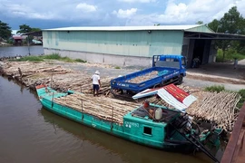 Trưởng phòng thanh tra PCTN Cà Mau bị bắt