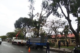 Bến Tre: Cắt ngọn cổ thụ đề phòng gãy đổ trong bão16