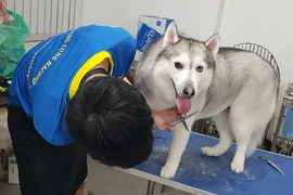 Dịch vụ lưu trú cho thú cưng những ngày Tết tại TP.HCM lên đến nửa triệu đồng mỗi ngày với phòng VIP. Ảnh: NVCC.
