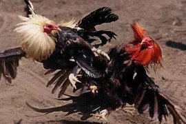 Truy bắt nhóm người bịt mặt xông vào nhà chém chết người