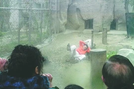  Suýt chết vì hiến thân cho hổ