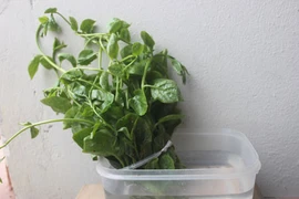 Hãi hùng thuốc “vươn cành” làm mồng tơi dài 10cm chỉ sau 5 giờ