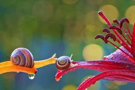 Ngỡ ngàng với thế giới huyền ảo của ốc sên