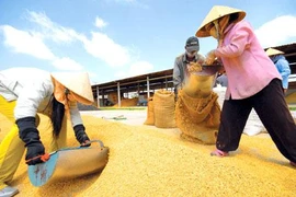  Nông dân Việt đang còng lưng để nuôi ai?