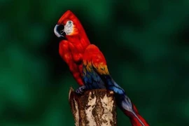 Độc đáo nghệ sĩ biến người thành vẹt