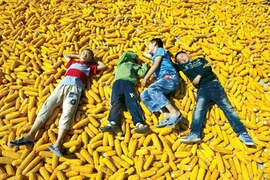 Giá lương thực cao: Họa hay phúc?
