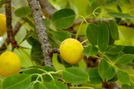 Động vật cũng ...xỉn