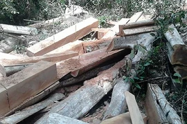 Lâm tặc hủy hoại rừng như thế nào