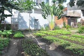 Chiếm đất công viên Gia Định trồng rau xanh!