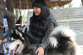 Hàng trăm chú cún tung tăng thi " sắc đẹp" ở bãi sông Hồng