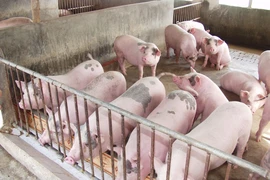 Đọc gì trên Pháp Luật TP.HCM số chủ nhật 13-9-2015?