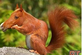 Ngộ nghĩnh sóc biến thành ngựa