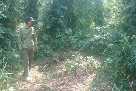 Báo động cháy rừng U Minh Hạ