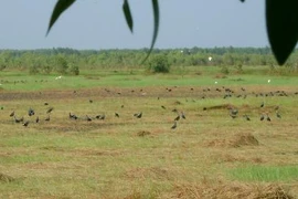 Ramsar Láng Sen xài... 'đồ cổ' để chữa cháy