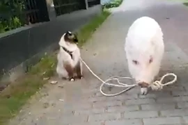 Điều gì xảy ra nếu mèo dắt heo đi dạo?