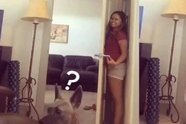 Bật cười với chú chó ngơ ngác kiếm tìm cô chủ