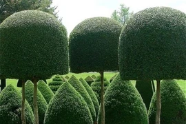 Tròn mắt với công nghệ tỉa cây độc đáo