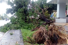 Hàng loạt cây xanh ở Huế bị quật gãy trong đêm
