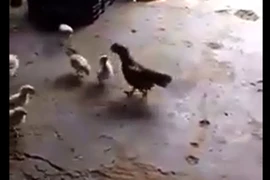 Gà con dũng mãnh đá gà lớn chạy té khói