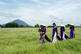 Bất ngờ với đồng hoa dại giữa lòng TP Tây Ninh