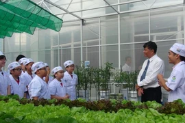 Ngắm vườn rau xanh mướt của học sinh tiểu học