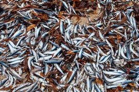 Cá chết hàng loạt dạt vào bãi biển nước Anh