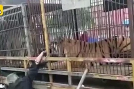 Suýt cụt tay vì đùa với hổ của rạp xiếc