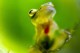 Kì lạ loài ếch trong suốt như thủy tinh