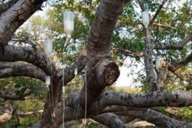 Kỳ lạ, cây cũng được trị bệnh bằng cách 'truyền dịch'
