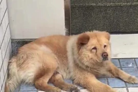 'Hachiko' Trung Quốc, 8 năm ròng đợi chủ ở ga điện ngầm