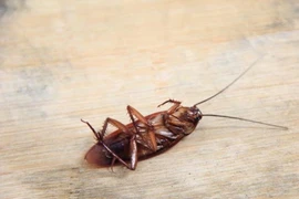 Kinh hoàng gián chui vào tai người làm ổ