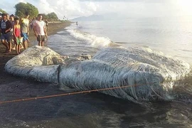 Phát hiện xác thủy quái kỳ dị ở bờ biển Philippines