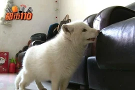 Cô gái bàng hoàng khi chó cưng 'bỗng dưng hóa cáo' 