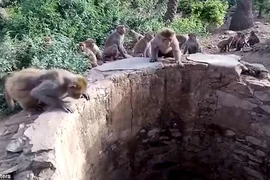 Báo rơi xuống giếng, được bầy khỉ nhanh nhẹn cứu sống
