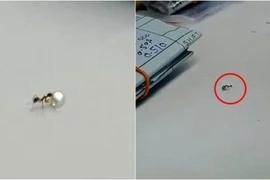 Bắt quả tang lũ kiến ăn trộm kim cương