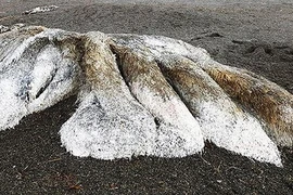 Kinh hãi phát hiện 'thủy quái' đầy lông lá dạt vào bờ biển