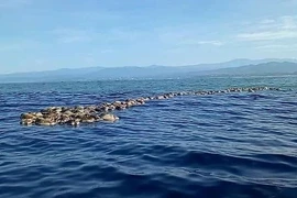 Phát hiện hàng trăm rùa biển quý hiếm chết không rõ nguyên do