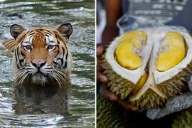 Loài hổ quý hiếm ở Malaysia bị đe dọa bởi... sầu riêng