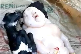 Kinh dị dê đẻ ra quái thú nửa người nửa heo