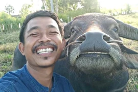Nguy cơ dính vào vòng lao lý từ bức ảnh chụp với trâu