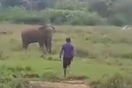 Cố thôi miên voi hoang dã, người đàn ông bị quật chết